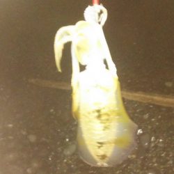 太刀魚まだまだ好調アオリイカも好調